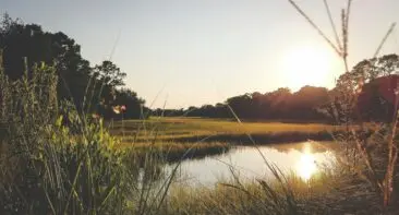 Open land on Kiawah Island