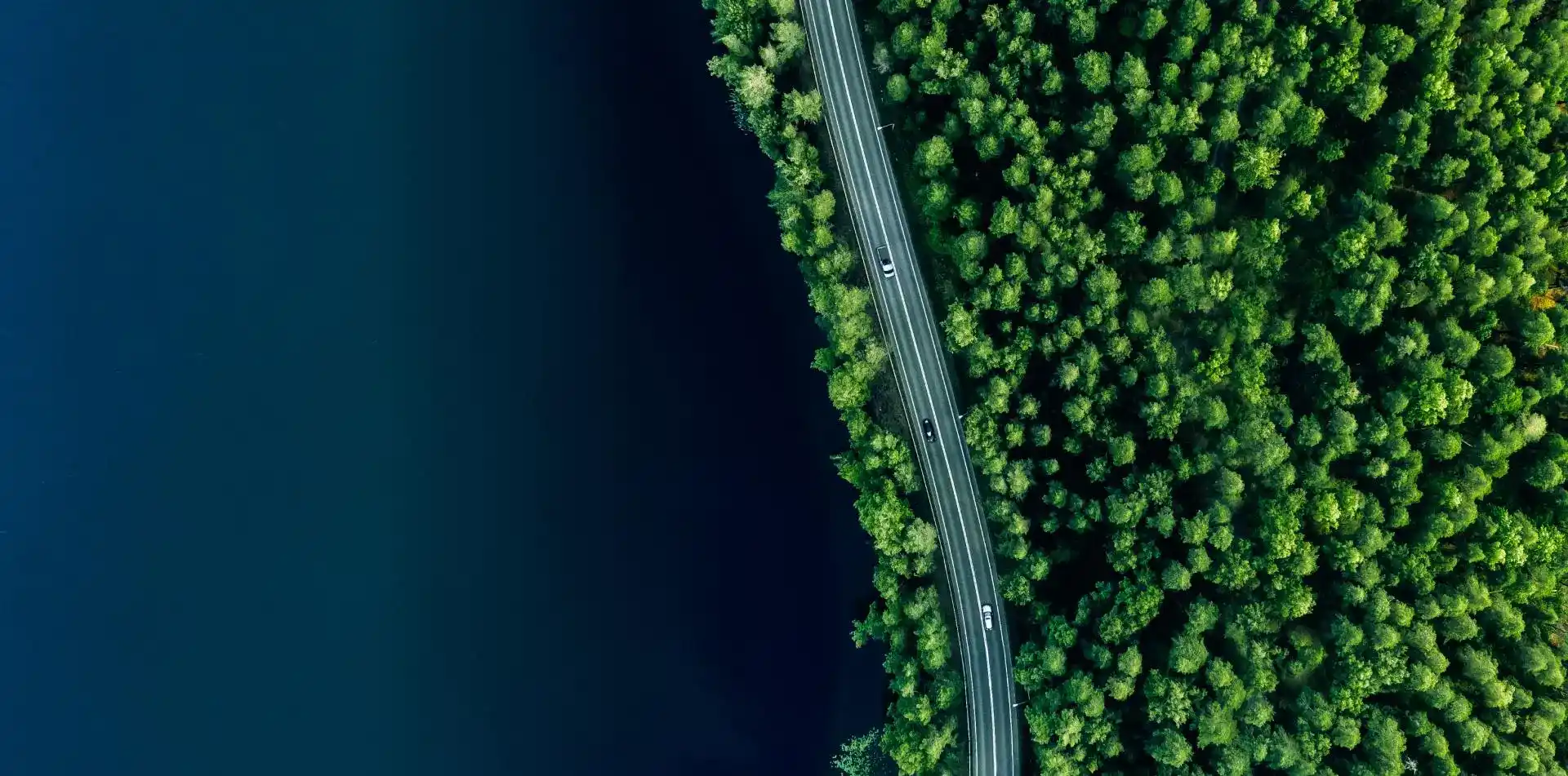 A road weaving through the forest